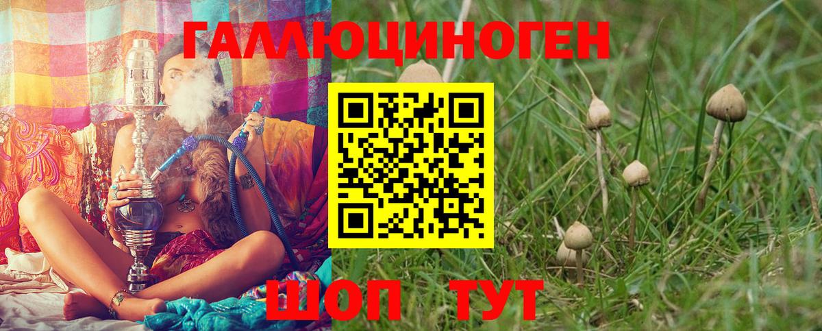 Псилоцибиновые грибы Psilocybine cubensis  Вход с VPN  Гатчина 